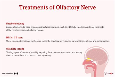 Olfactory Nerve Damage & Repair